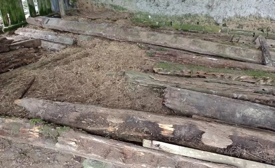 Oak timbers from the original building; some of which were used for the dendrochronology assessment