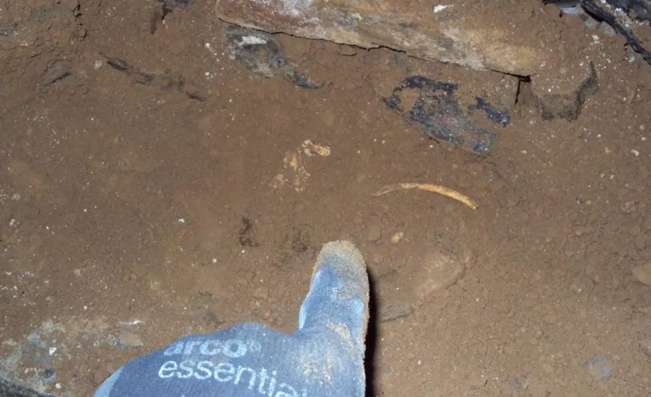 Fragments of bone found deep inside the tower walls. Photograph by Carrek Ltd. 