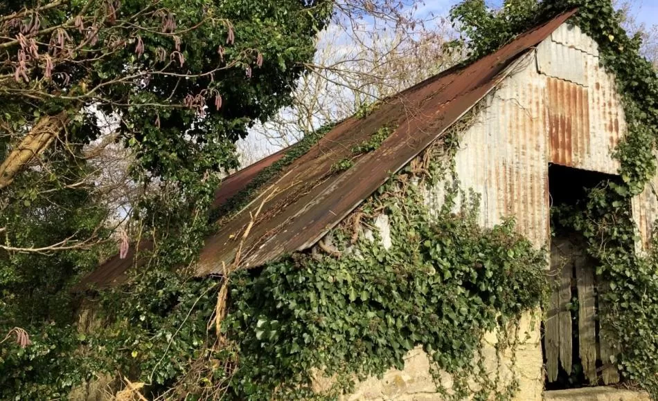 Before: corroded metal sheet roof and invasive vegetation