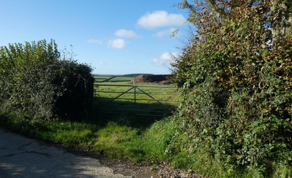Hedgerows provide essential habitats for many species