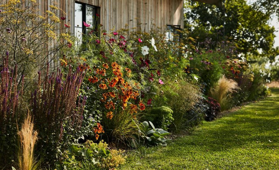 Flowers for bees and butterflies