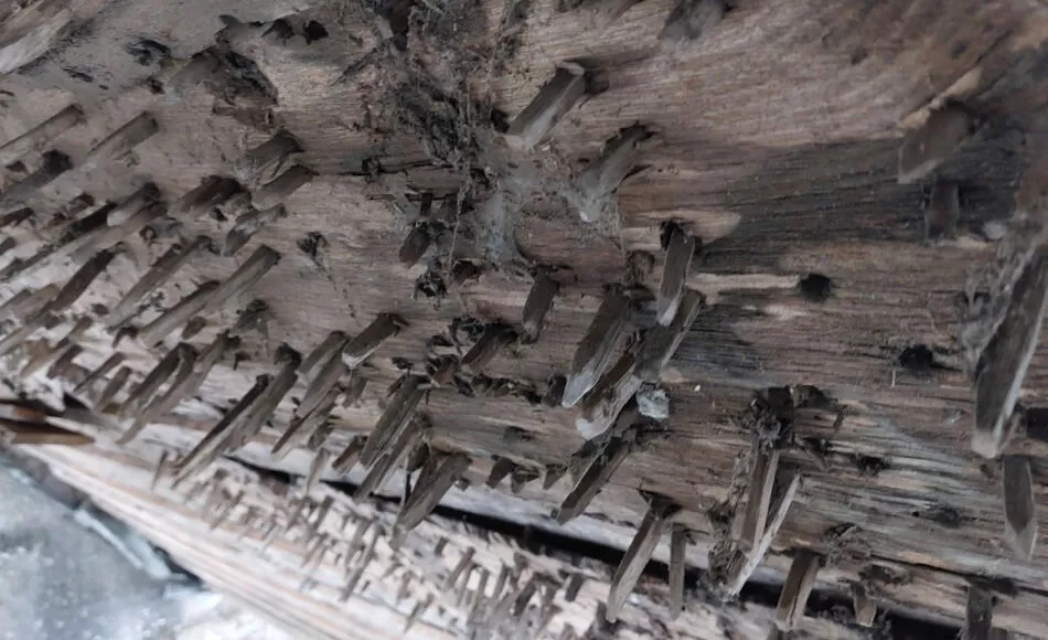Surviving sarking boards from underneath with wooden pegs for the fixing of shingles to the roof