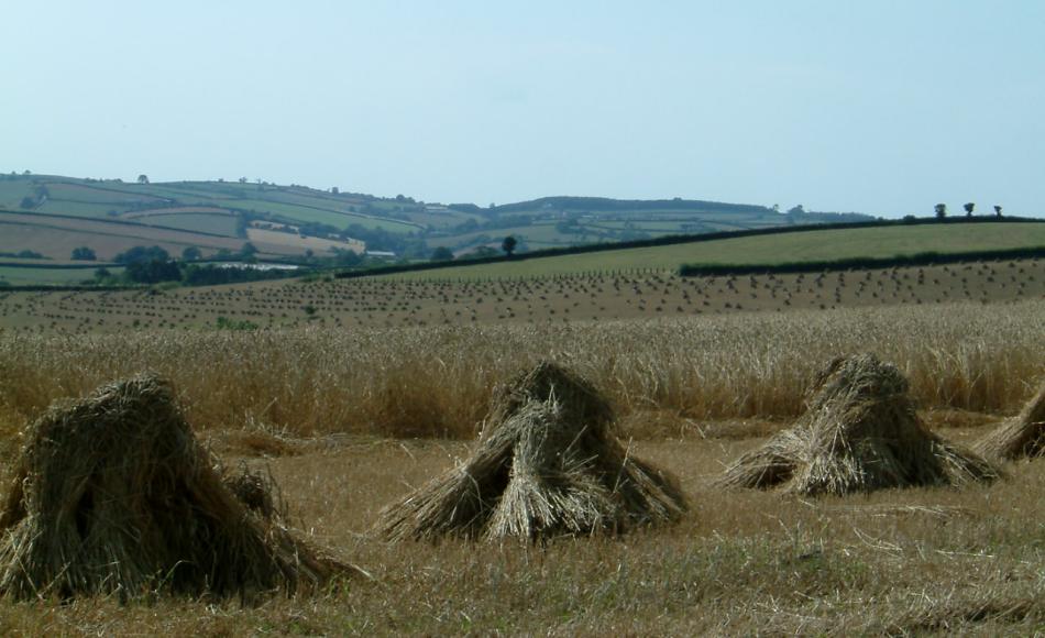 Stooked sheaves for thatching dried in the field