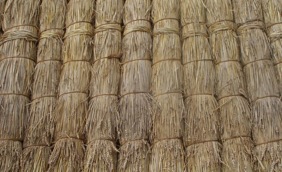 Tied straw yealms forming the first (brow) course at the eaves of a roof