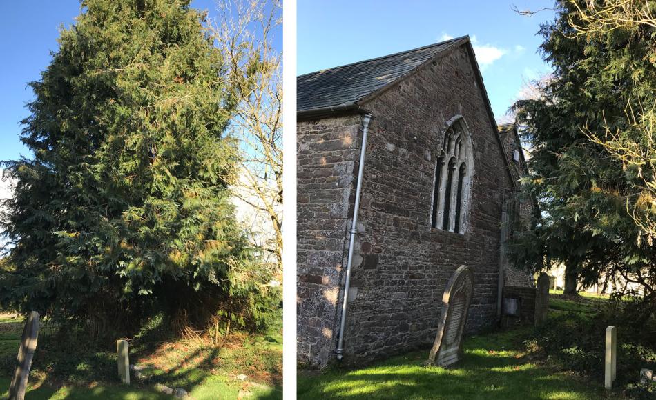 The cypress tree whose roots have contributed to the damage 