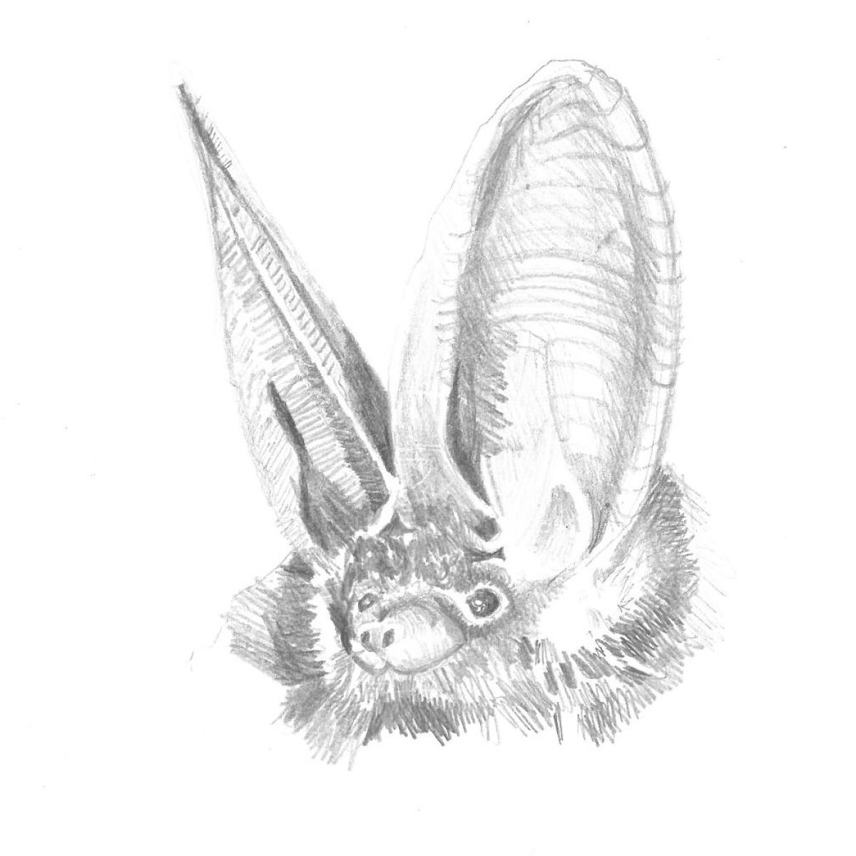 Bat3
