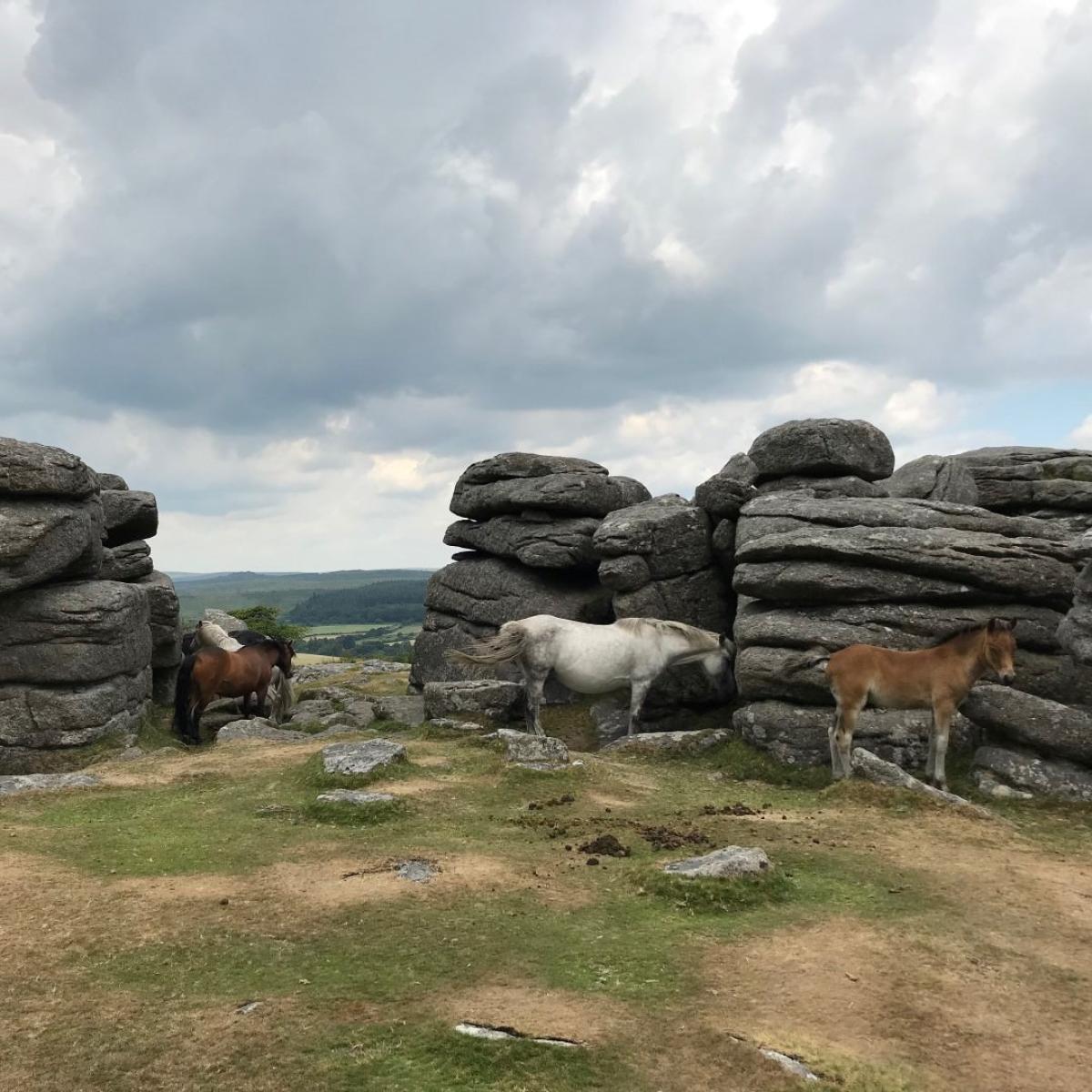 Dartmoor rugged landscape for house build or extension