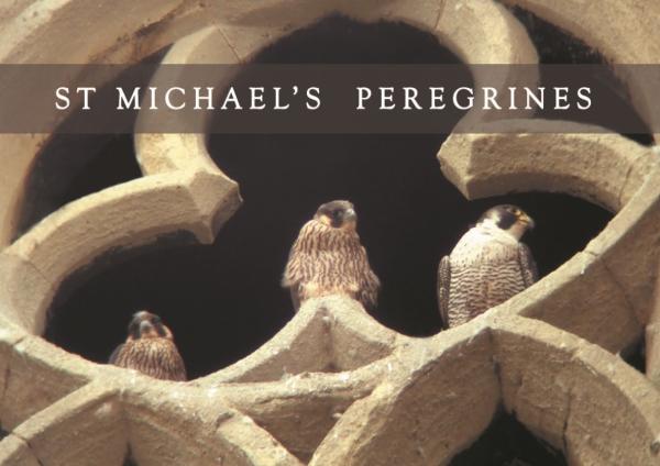 Peregrine Trefoil title Medium