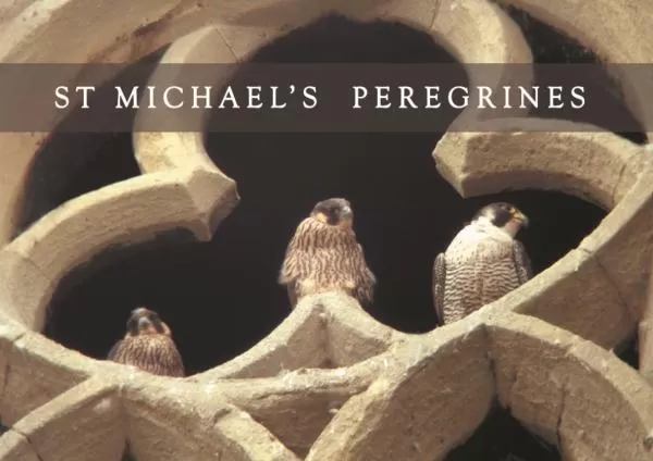 Peregrine Trefoil title Medium