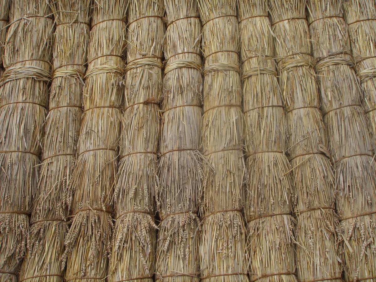 Tied straw yealms forming the first brow course at the eaves of a roof
