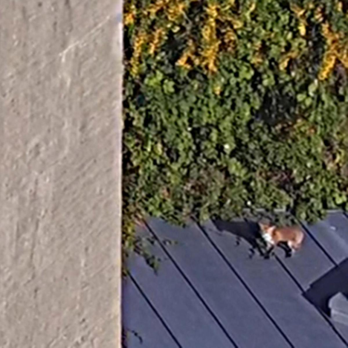 fox 1 Large