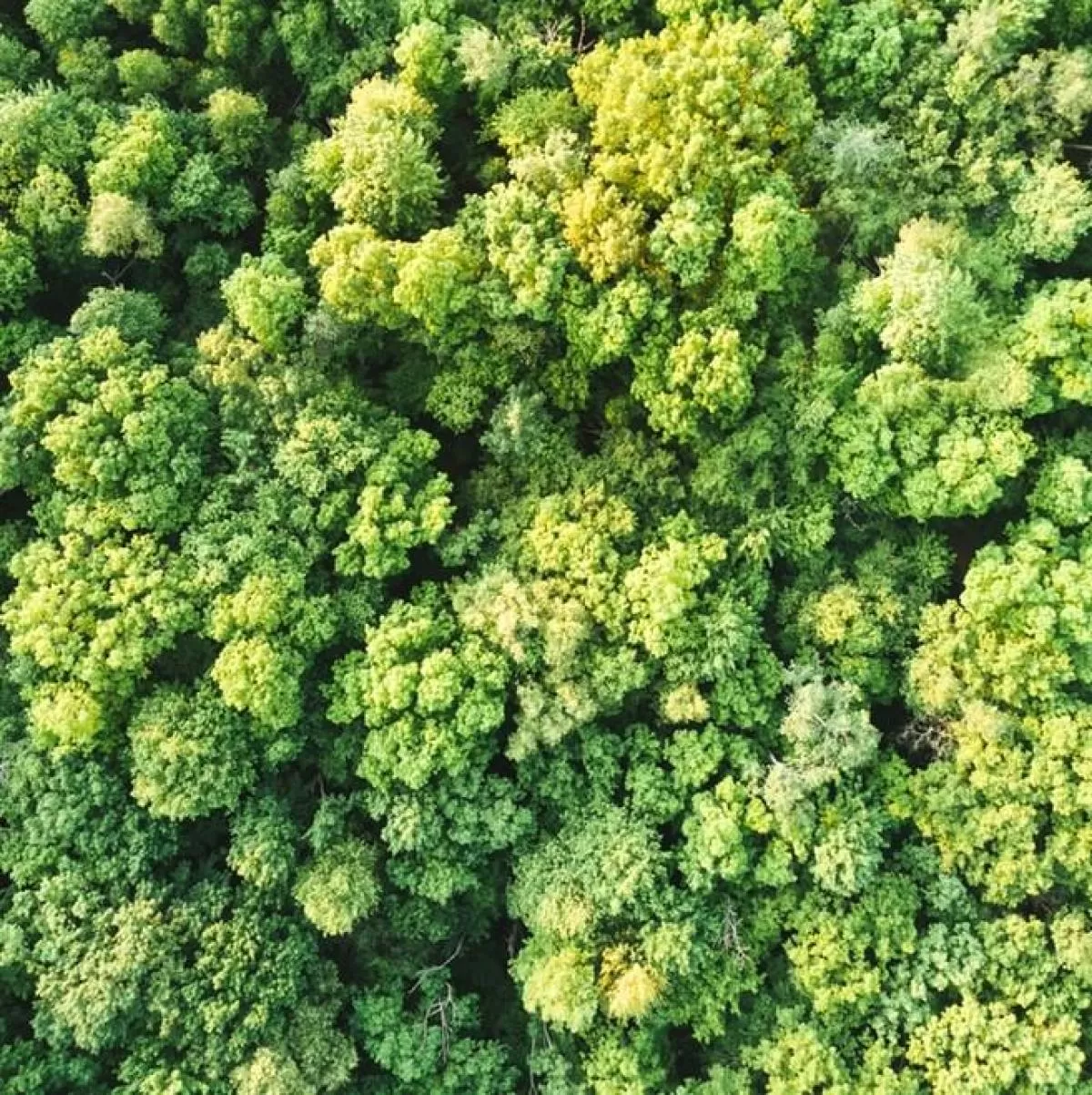 trees