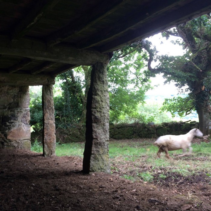 Dartmoor NP grant barn exterior sheep