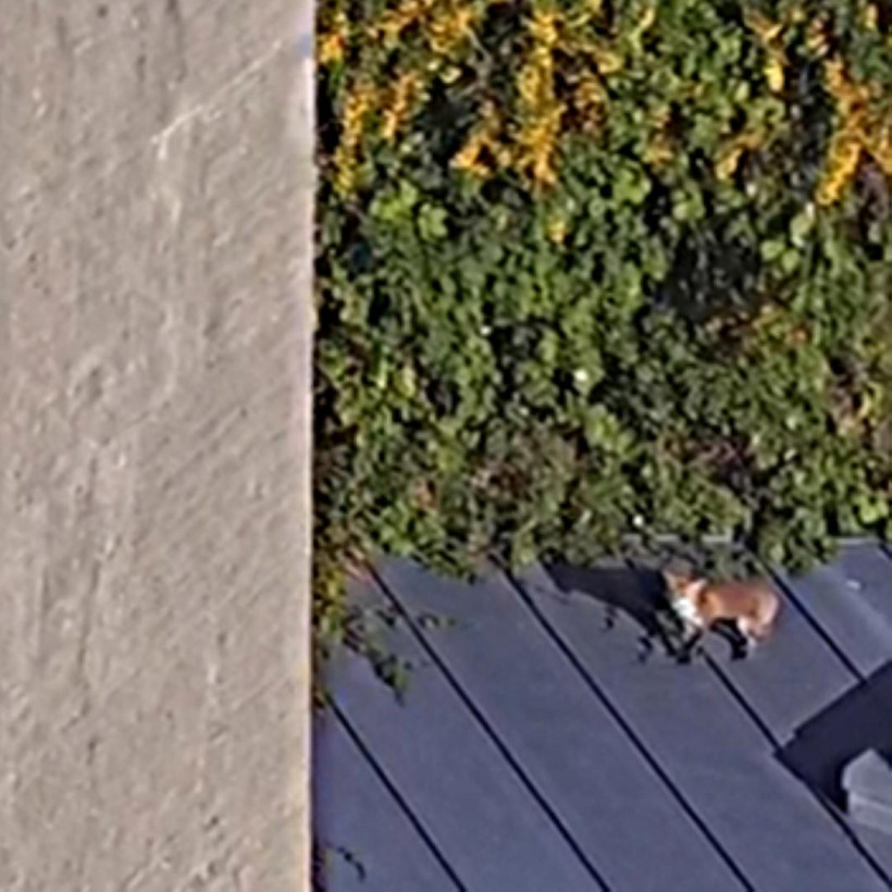 Roof Top Sunbathing